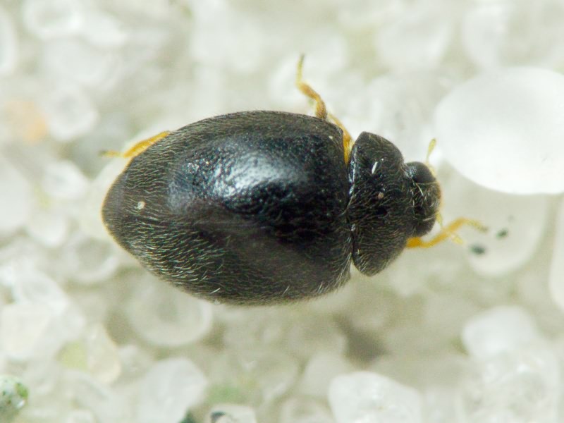 Stethorus punctillum Weise, 1891